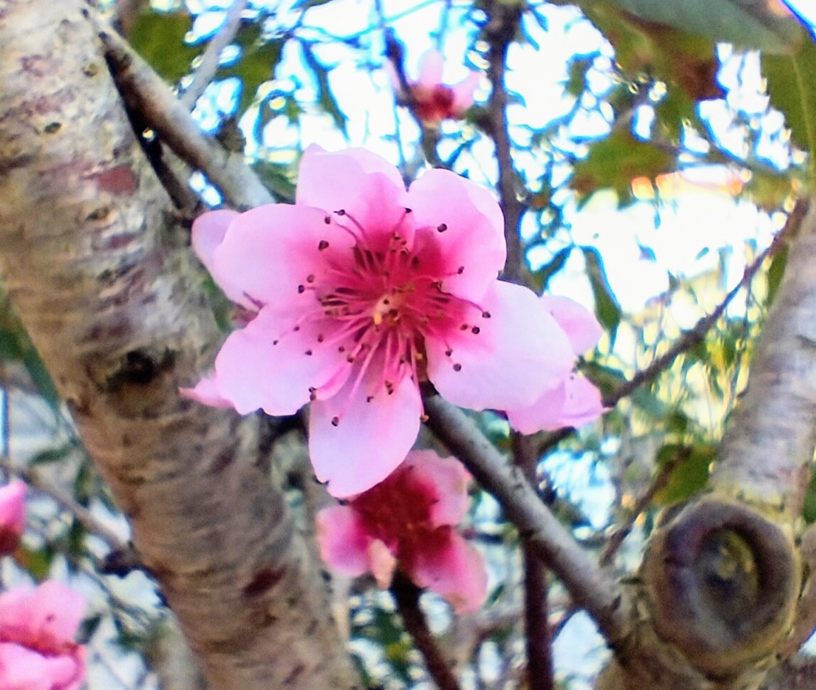 春🌸ちくわ