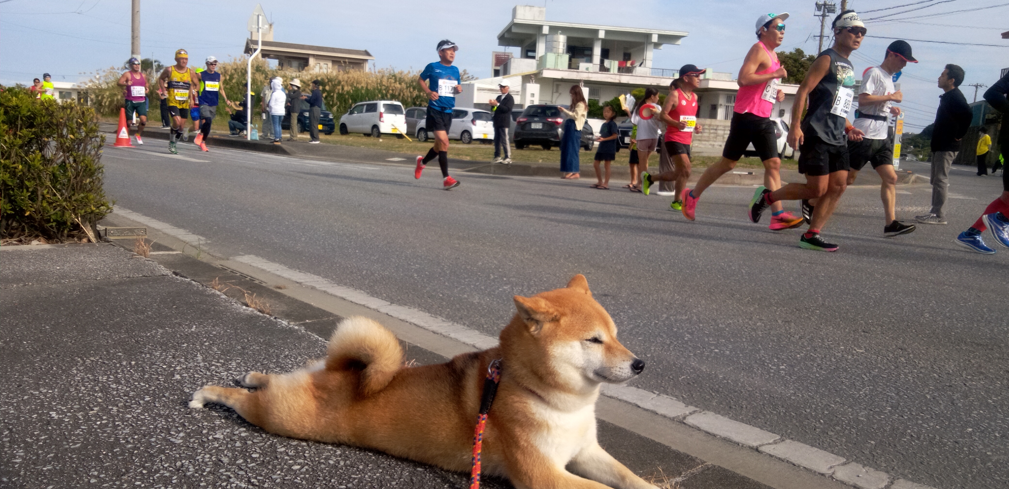 NAHAマラソン応援！　ちくわ🐕